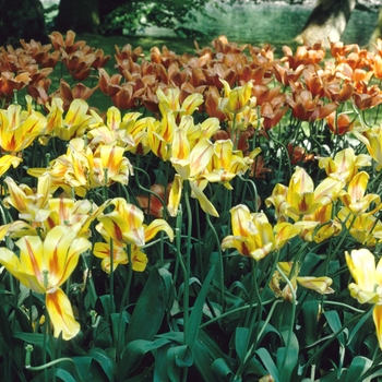 Tulipa 'Hocus Pocus' 