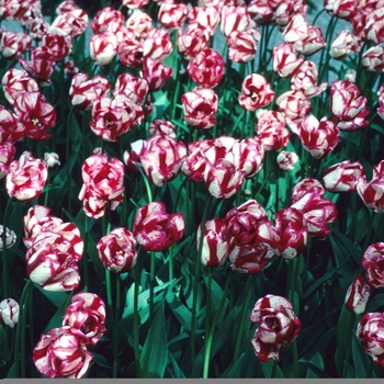 Tulipa 'Union Jack'