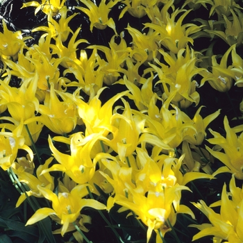 Tulipa 'West Point' 