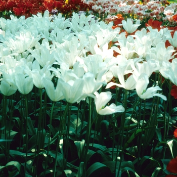 Tulipa 'White Triumphator' 
