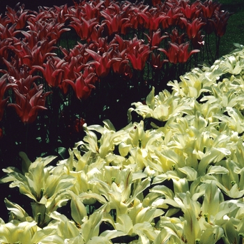 Tulipa 'Windmill'