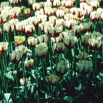 Tulipa 'World Expression' 