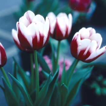 Tulipa 'Van den Mark' 