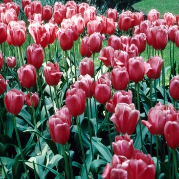 Tulipa 'Reknown'