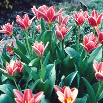 Tulipa 'Shakespeare' 