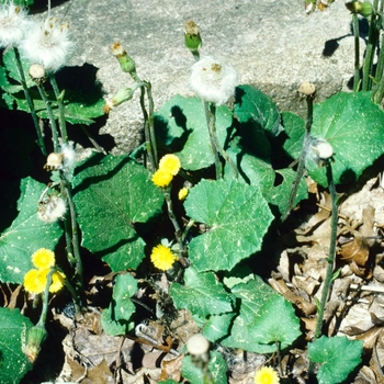 Tussilago farfara 