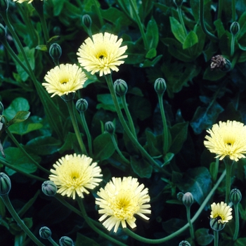 Urospermum dalechampii '' (004156)