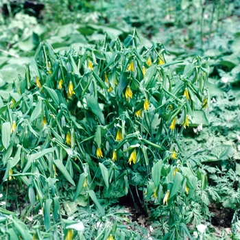 Uvularia grandiflora 