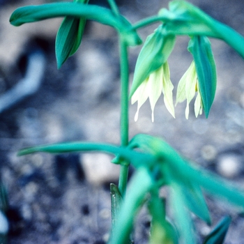 Uvularia grandiflora 'Sunbonnet' 