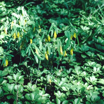 Uvularia perfoliata