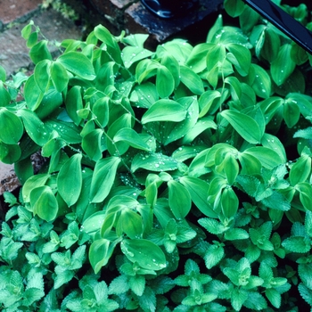 Uvularia sessilifolia