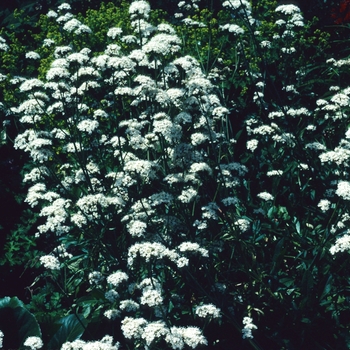 Valeriana officinalis 