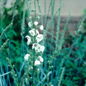 Verbascum blattaria 