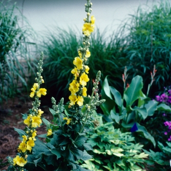 Verbascum 'Banana Custard'