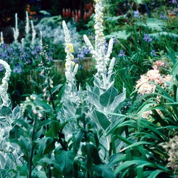 Verbascum bombyciferum 