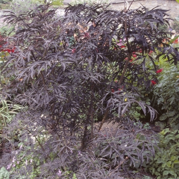 Sambucus nigra 'Eva' PP15575, Can 2633