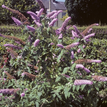 Buddleia davidii