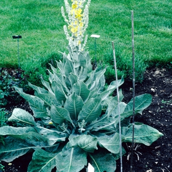 Verbascum bombyciferum 'Arctic Summer' 