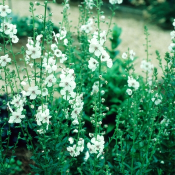 Verbascum 'Bridal' 