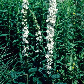 Verbascum chaixii var. album