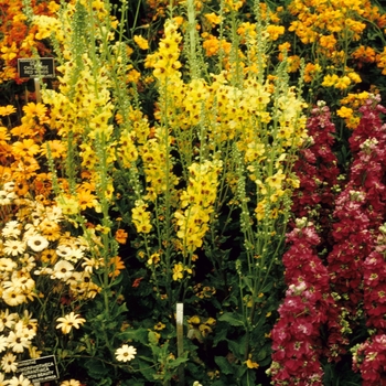 Verbascum chaixii 'Cotswold Queen' 