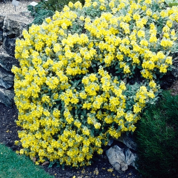 Verbascum dumulosum 