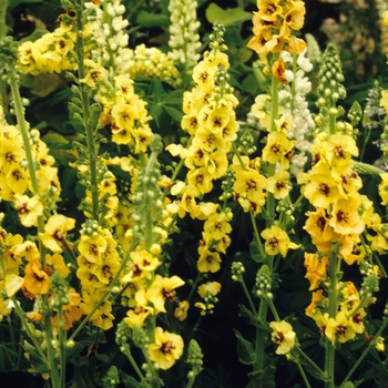 Verbascum 'Hartleyi' 