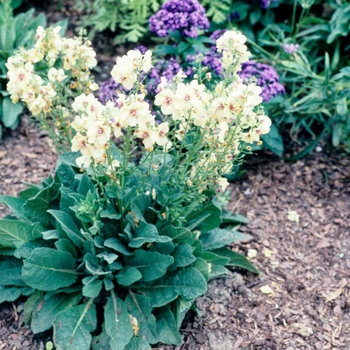 Verbascum 'Helen Johnson' 