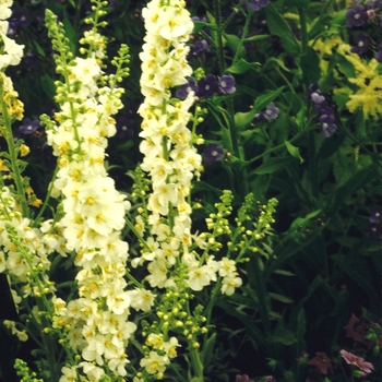 Verbascum 'Mont Blanc' 