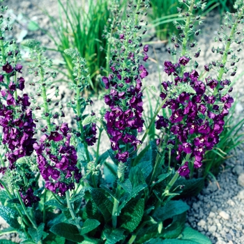 Verbascum phoeniceum