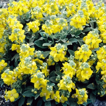 Verbascum pestalozzae x dumulosum 