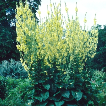 Verbascum leianthum