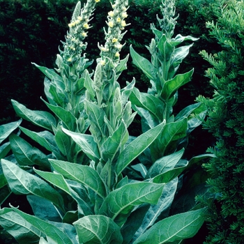 Verbascum thapsus