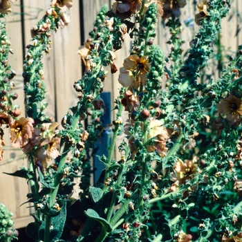 Verbascum widemannianum 