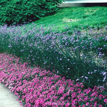 Verbena canadensis