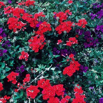 Verbena peruviana Aztec Magic™ 'Red'