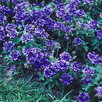 Verbena 'Blue Lagoon'