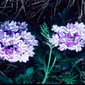 Verbena 'Carousel'