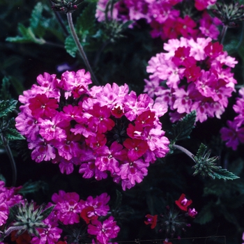 Verbena 'Fire King' 