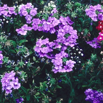 Verbena 'Heirloom Light Blue' 