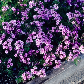 Verbena 'Lacy Pink'