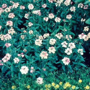 Verbena 'Peaches and Cream' 