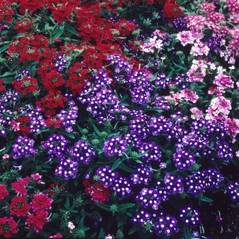 Verbena Quartz 'Mix'