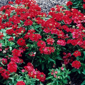 Verbena 'Sandy Scarlet' 