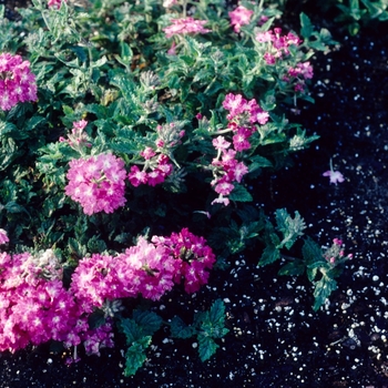 Verbena 'Sara Groves'