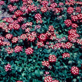 Verbena 'Showtime Belle' 