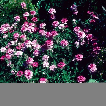 Verbena 'Silver Anne' 