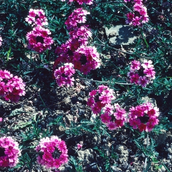 Verbena tenera 'Sissinghurst' 