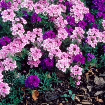 Verbena 'Blue' 