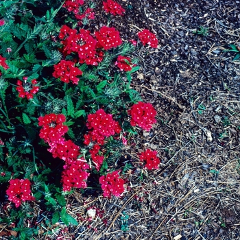 Verbena 'Taylortown Red' 